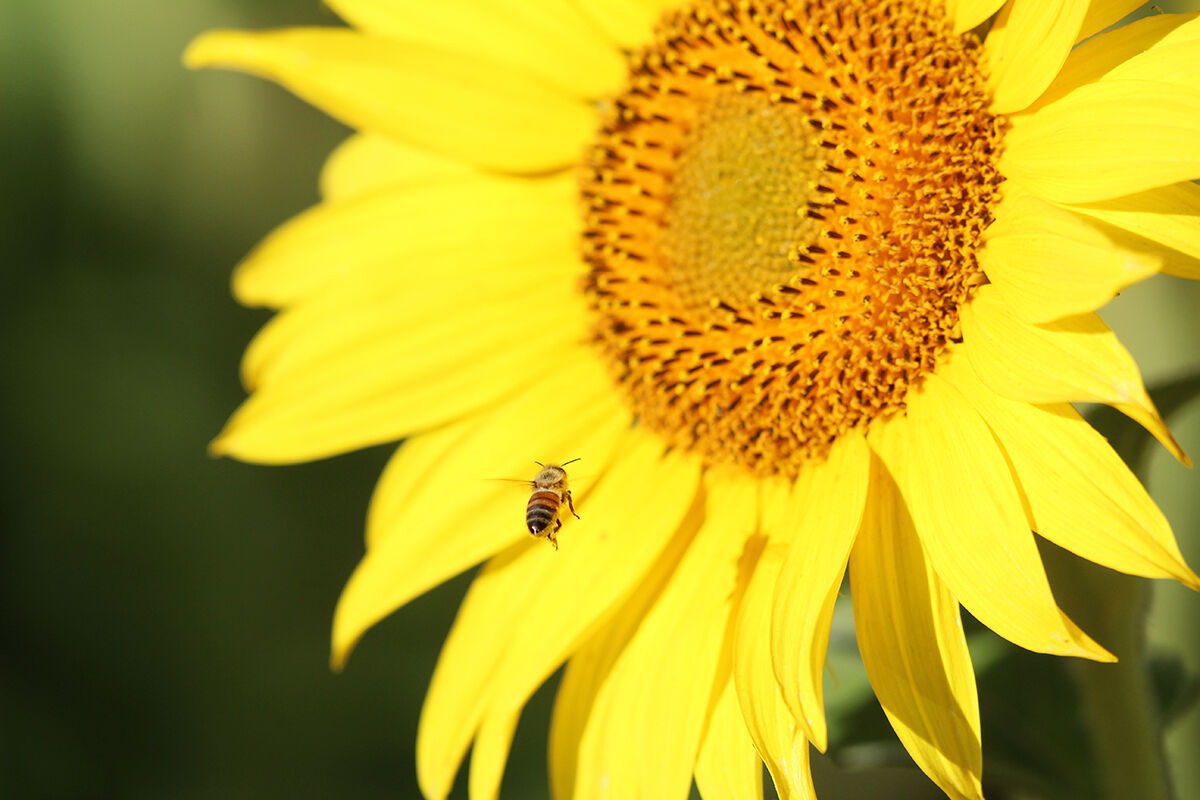 PHOTOS- Sunflowers north of Montrose 20200730876.jpg